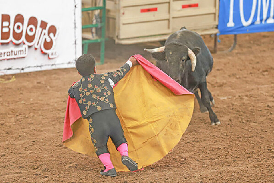 Dwarf Rodeo Bull Riding PHOTO GALLERY: Midget Power | Features | dchieftain.com