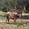 Elk