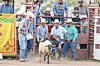 PHOTO GALLERY: Mutton Busting at the High Country Challenge | Community ...