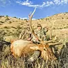 elk3