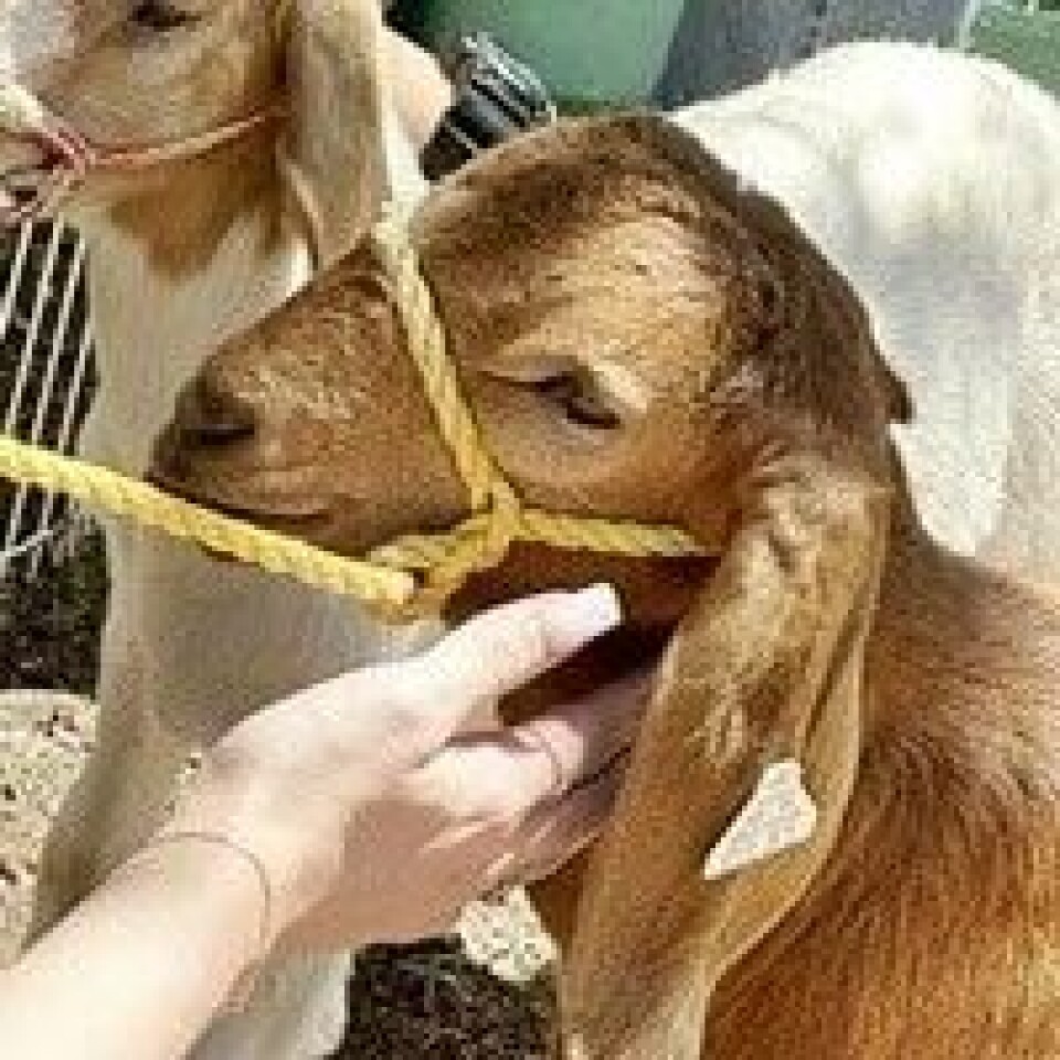 Zoo Library Petting zoo at library | Features | dchieftain.com