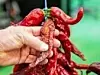 New Mexico chile growers set to turn up the heat in Socorro competition