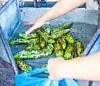New Mexico chile growers set to turn up the heat in Socorro competition