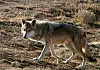 MEXICAN GRAY WOLVES
