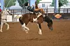 Rodeo-11