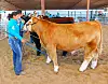 Steers-Round Robin-Savannah Castagnetto