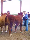 Steers-Round Robin-Rebecca Summers
