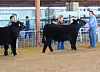 Steers-Round Robin-Mason Greenwood, Opal Kerr