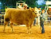 Steers-Grady Rosales