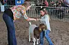 Goat Show 03