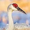 Sandhill-Crane Head