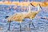 Strutting-Sandhill-Cranes