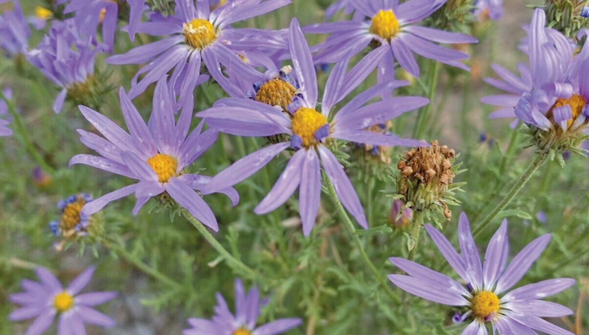 Ribbon cutting and pollinator celebration set for August 16 at Bosque ...