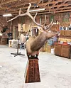 CC-Taxidermy-Shop 2 COL