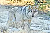 Mexican gray wolf