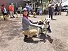 pet parade