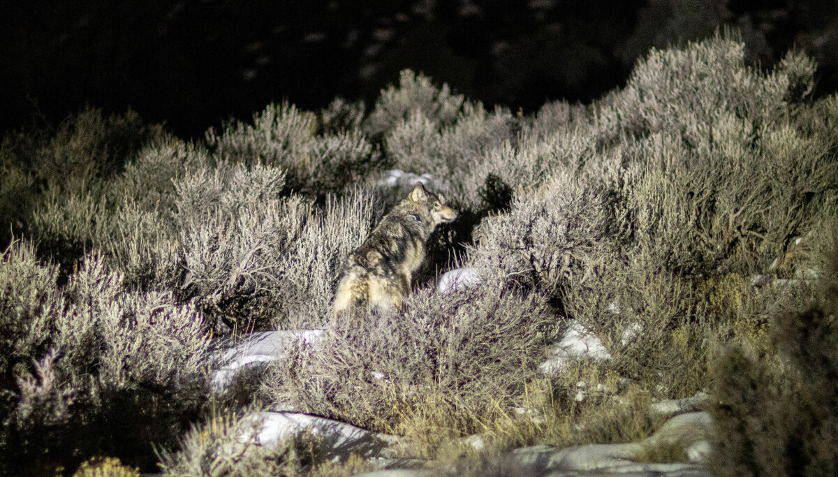 CLLA expands to include gray wolf depredations