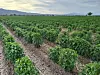 Rio Grande Valley farmers adapt to drought with groundwater reliance