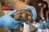 Bolson tortoises return to New Mexico desert