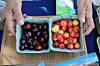 Socorro Farmers Market celebrates community, agriculture and youth entrepreneurship