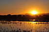 How water repairs could save Bosque del Apache wetlands